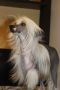 Atxarrea Only For Your Eyes Chinese Crested