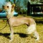 Gingery's Truffles 'N' Cream DOM Chinese Crested