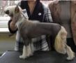 Domtotem Chilli Pepper Chinese Crested