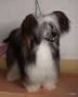 Moretonia Snow Respect Chinese Crested