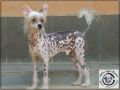 Zhid Zi Gms Chinese Crested