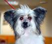 Irgen Gold Astoria Chinese Crested