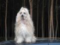 Fannie Kalis z Treste Chinese Crested