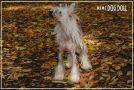 Olegro Katrin Smail For Mimi Dog Doll Chinese Crested