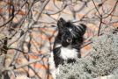 Camelia for Natalexx Life Chinese Crested