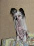 Orient Express Jaklin Chinese Crested