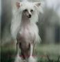 Snow Fairy Loveland Fantasy Chinese Crested