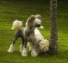 Tasselitens follow-me-babe Chinese Crested