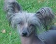 Jewels Storm Chaser Chinese Crested