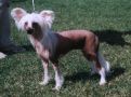 Secret Line's Sound Of Silence Chinese Crested