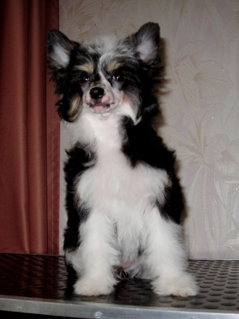 Melanies Rerity Iris Mistery