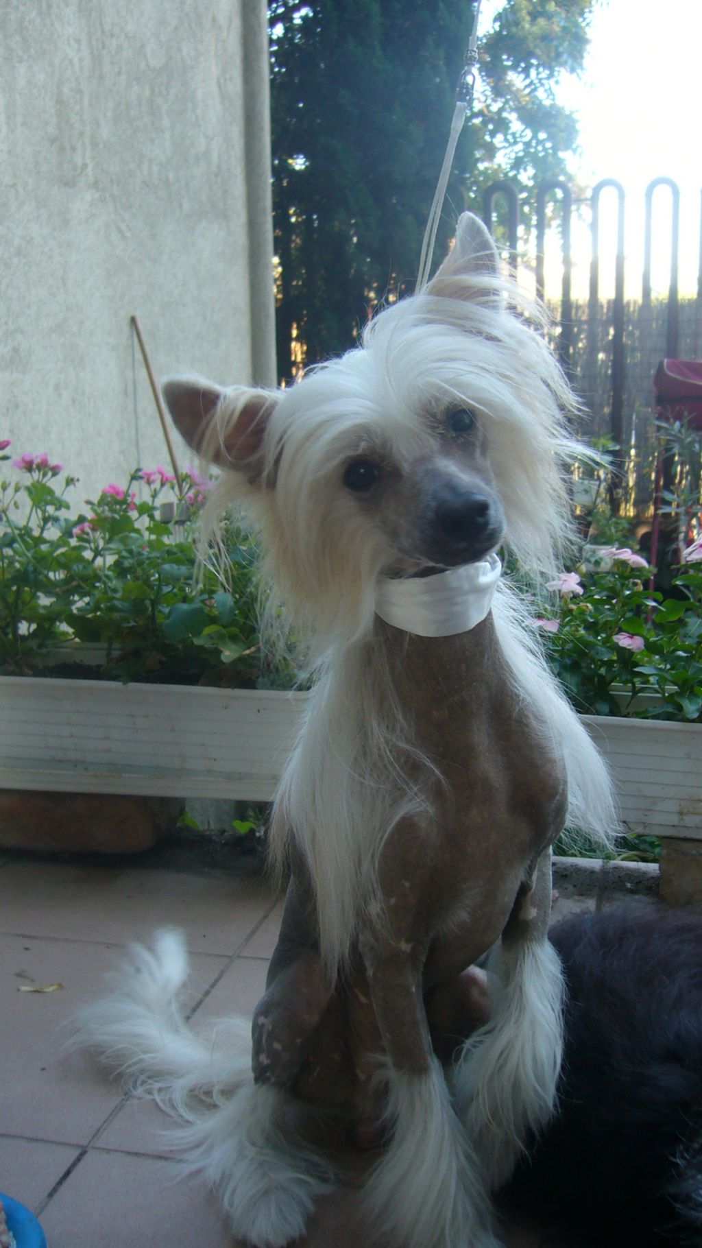 Birchvolgyi-White Dragon