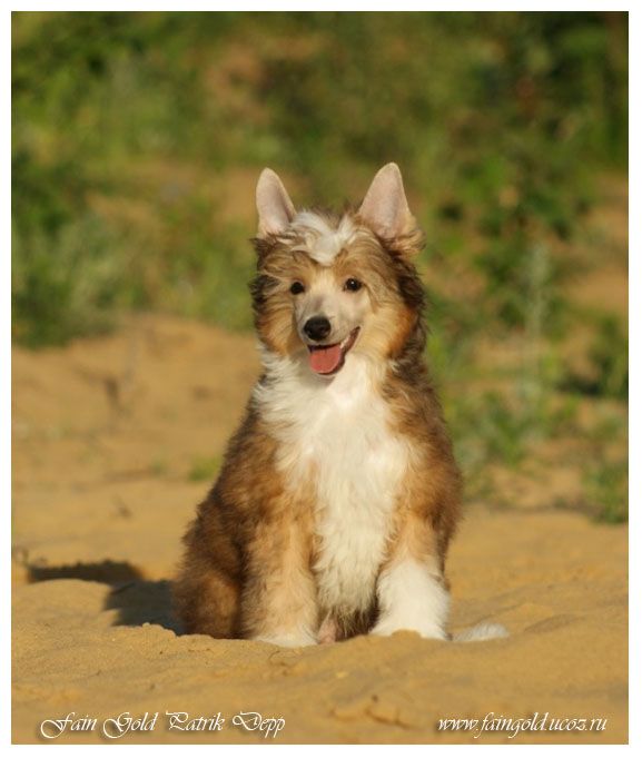 Fain Gold Patrik Depp