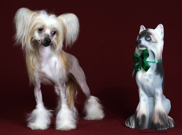 Fain Gold Ripli Keyt