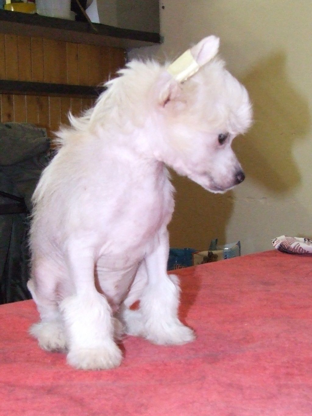 Birchvolgyi-Macao Breez