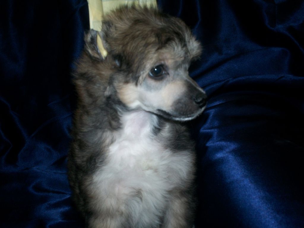 Birchvolgyi-Simply Red