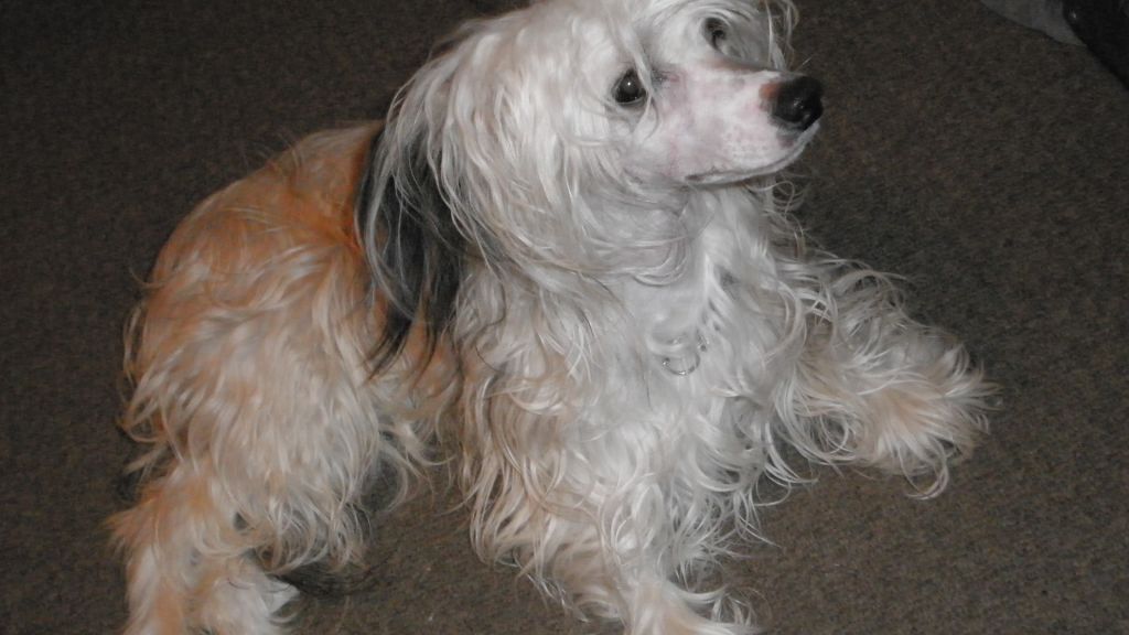 Cheeswood Prince Charming