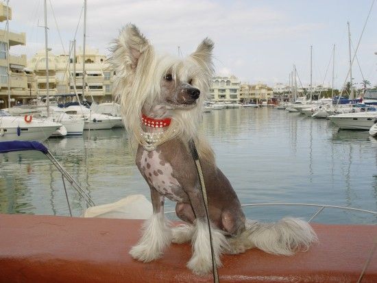 Fat Boy de Bandedogge