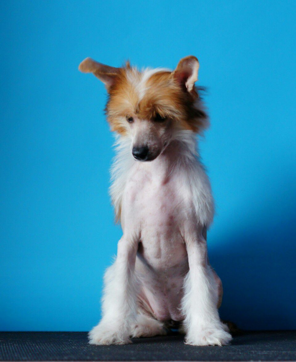 Six Perfections iz Diamond Sity