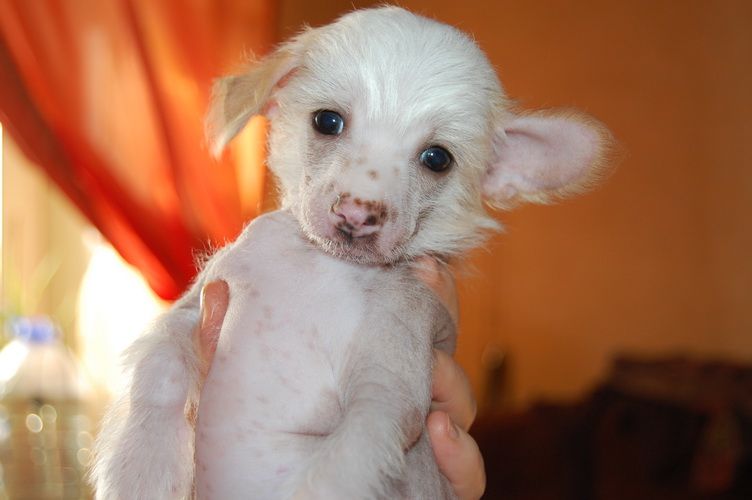 Russkiy Samurai Zinedin Zidan