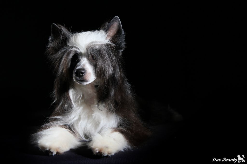 Star Beauty Al'fa Romeo