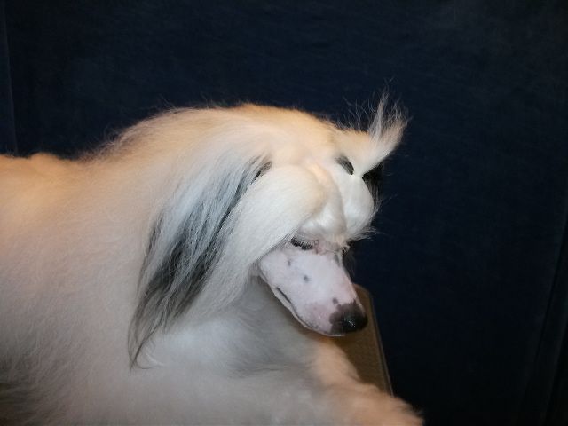 Schechka  Violetkina Dochka