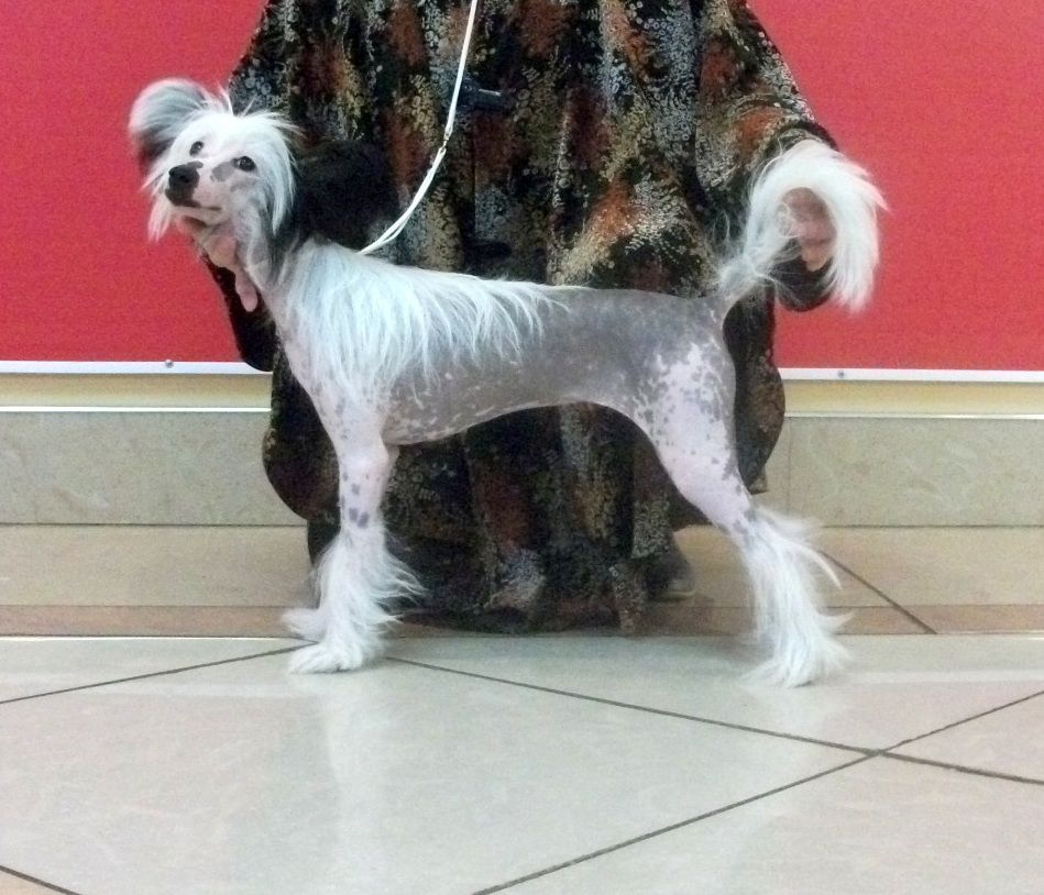 Armani Sharm Ramona  Bjuti  