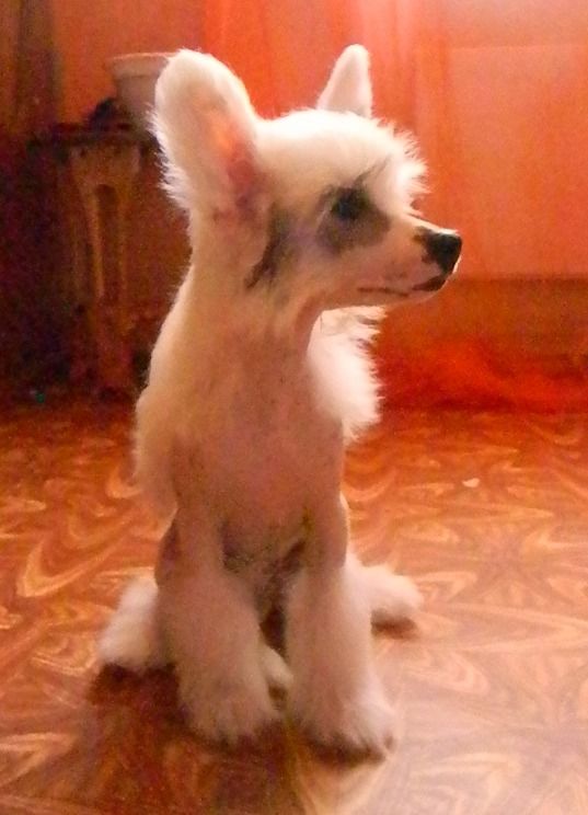 Armani Sharm Radolina Rejnbou