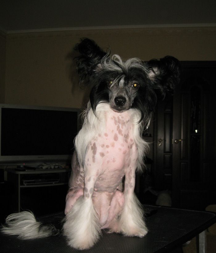 Silver Tauer  Princess Of Pirates