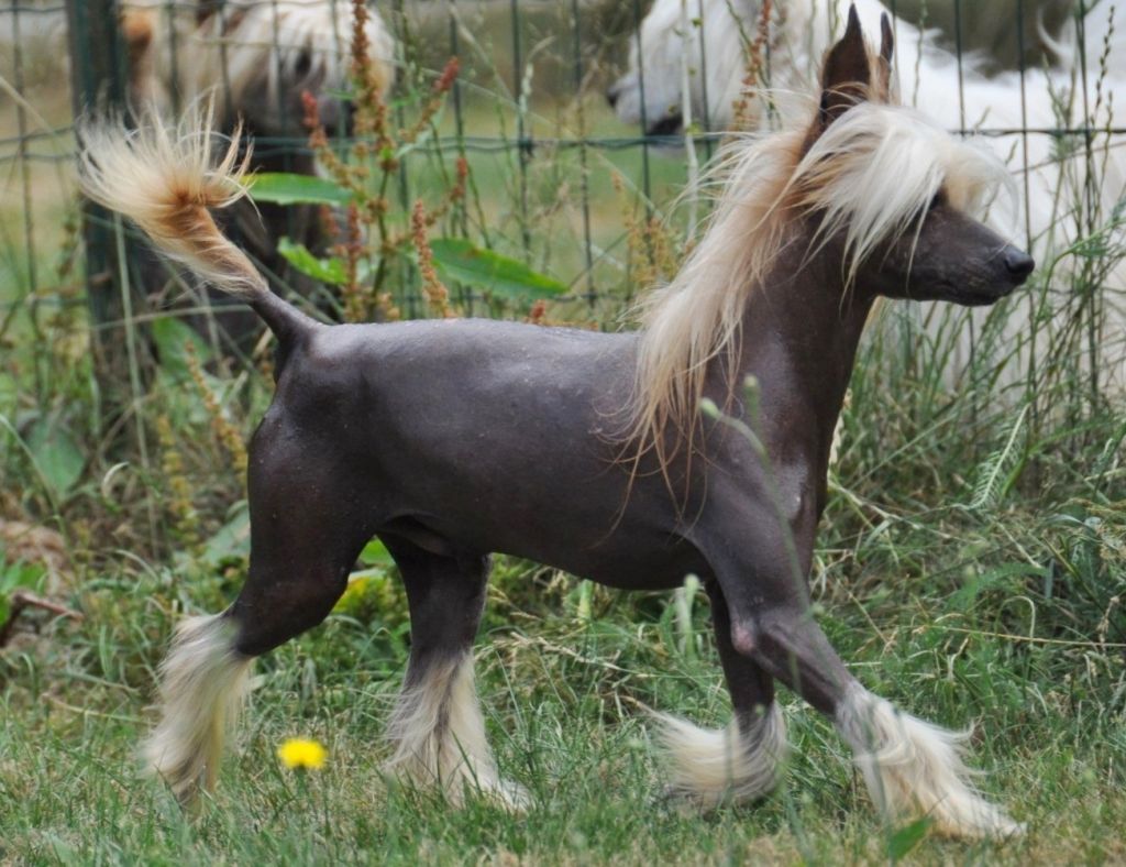 Khéphren Little Champs