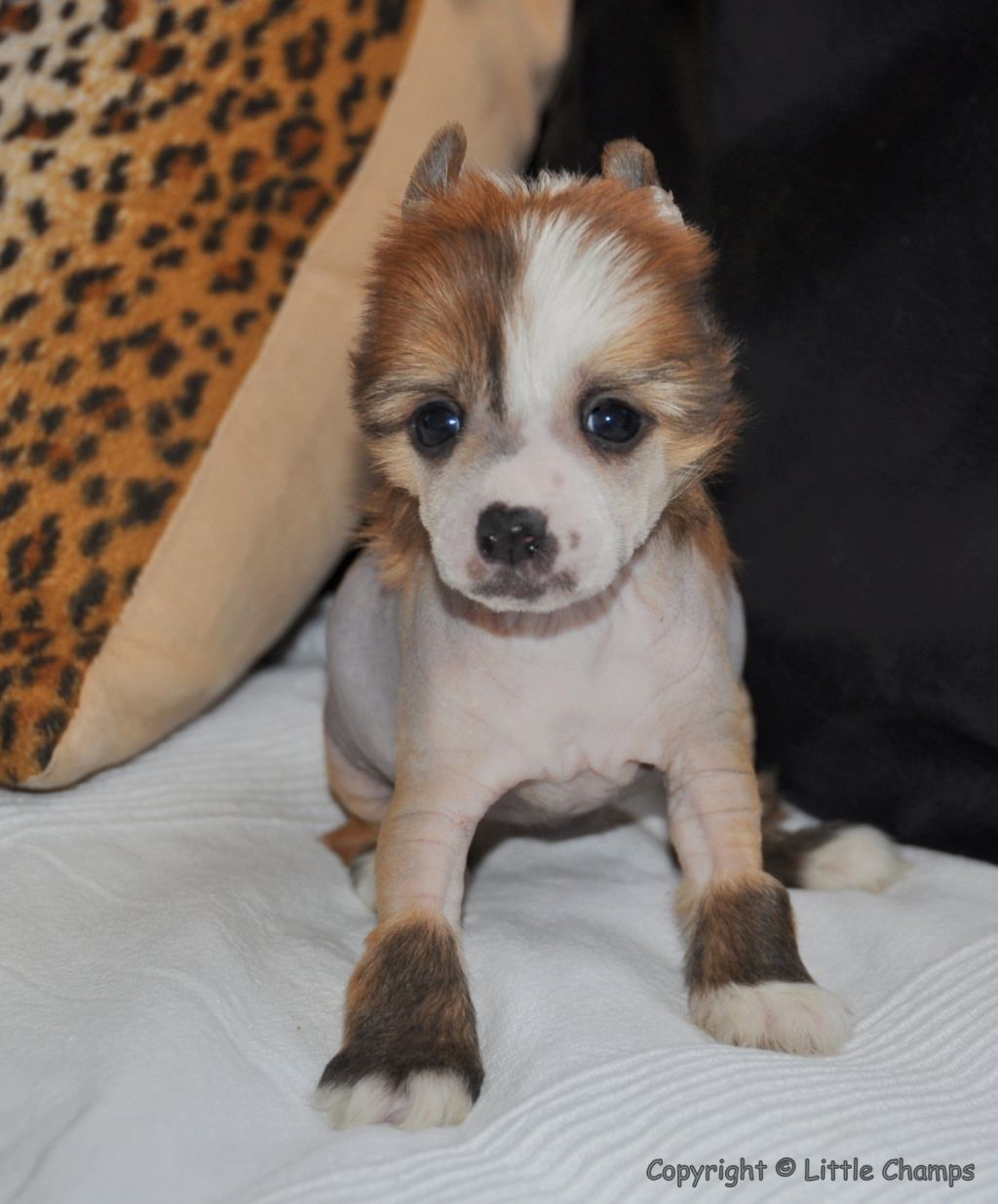 Kléopatre Little Champs