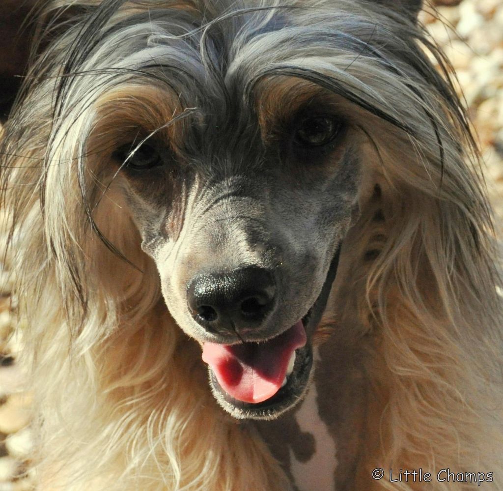 Je Sais Tout Little Champs