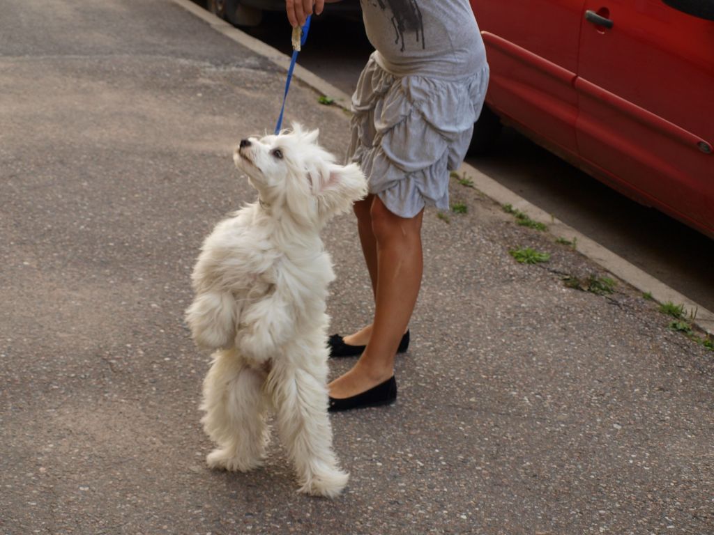 Baroque Chinese Horse Baly