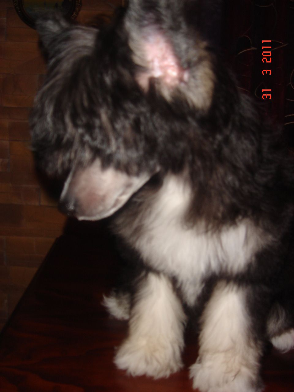 Baroque Chinese Horse Bronta