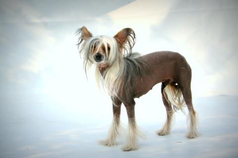 Amazing Amber Of Gizzy's Home