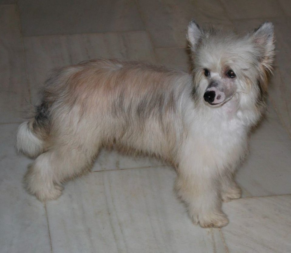 Be My Dog's Tootie Toot