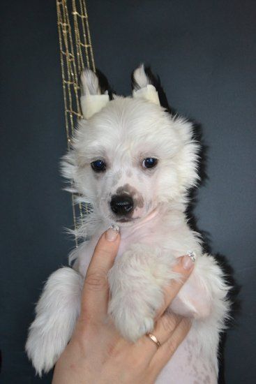 Hohlatiy glamour Pearl WHITE