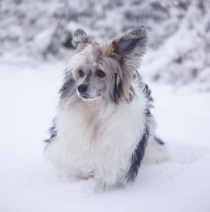 Hohlatiy glamour Hiron Haradg