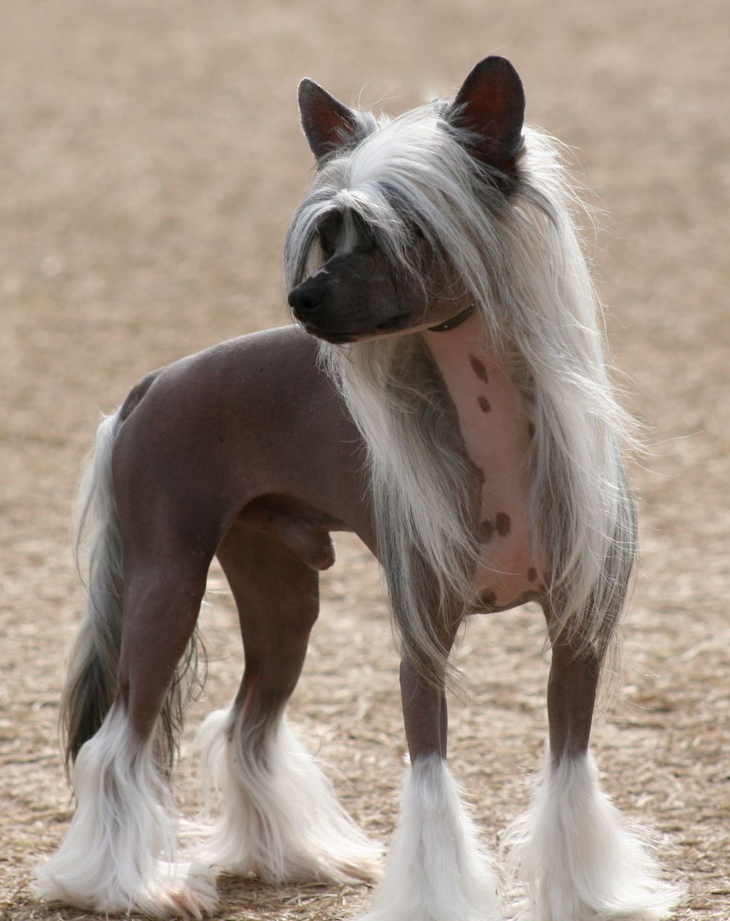 Stillmeadow Cristall Exposed