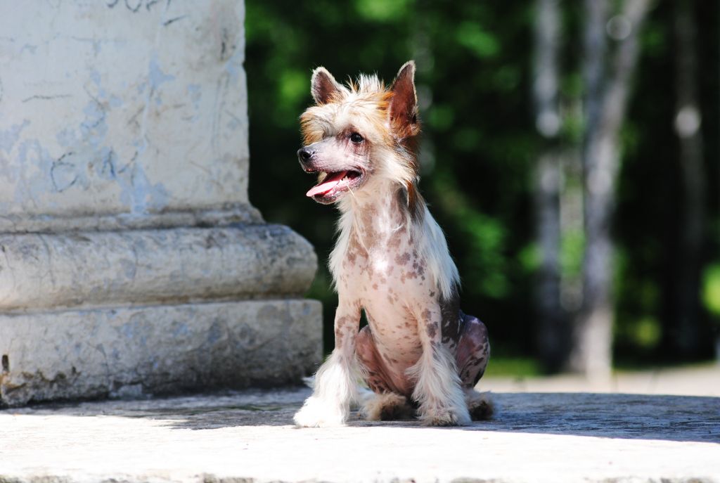 Grand Sunlife Zhizel' Bundhen