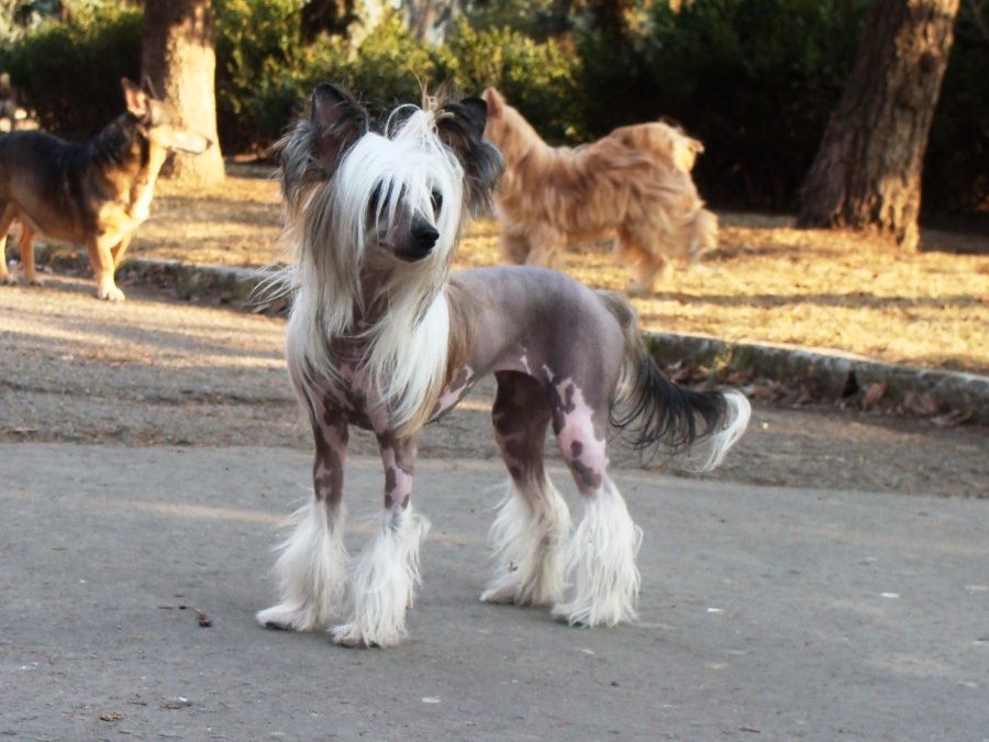 Clementina Vittoria dell Amore