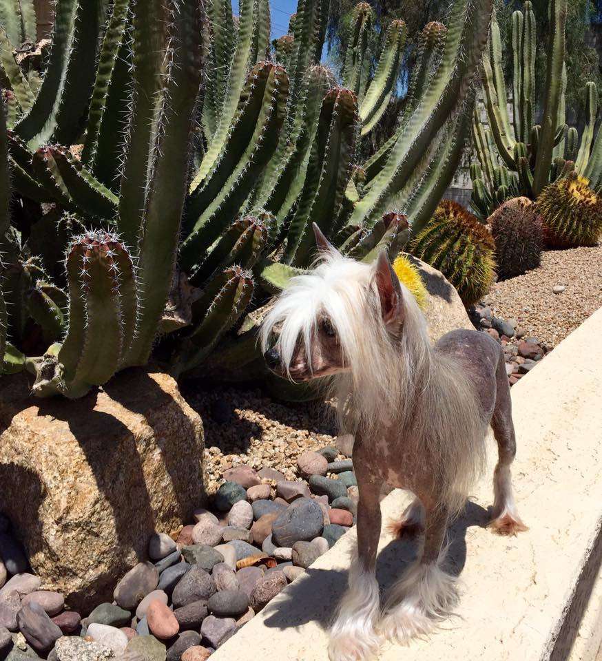 Bayshore Bird Watcher