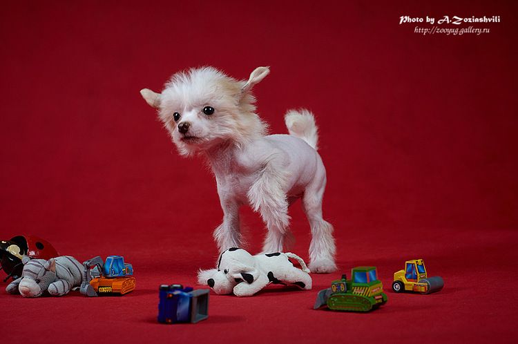 Unikalnaya Osoba Iz Ordena Ekate-Riny