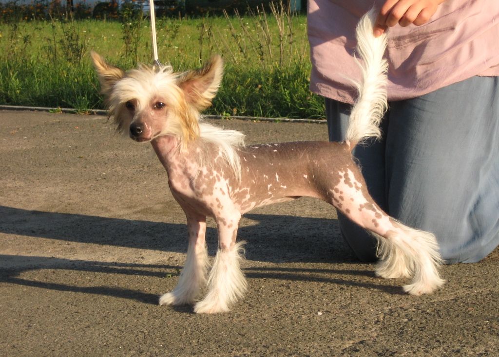 Melanies Rerity Karambolina