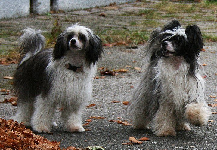 Wild Fairy Anita Grouchy