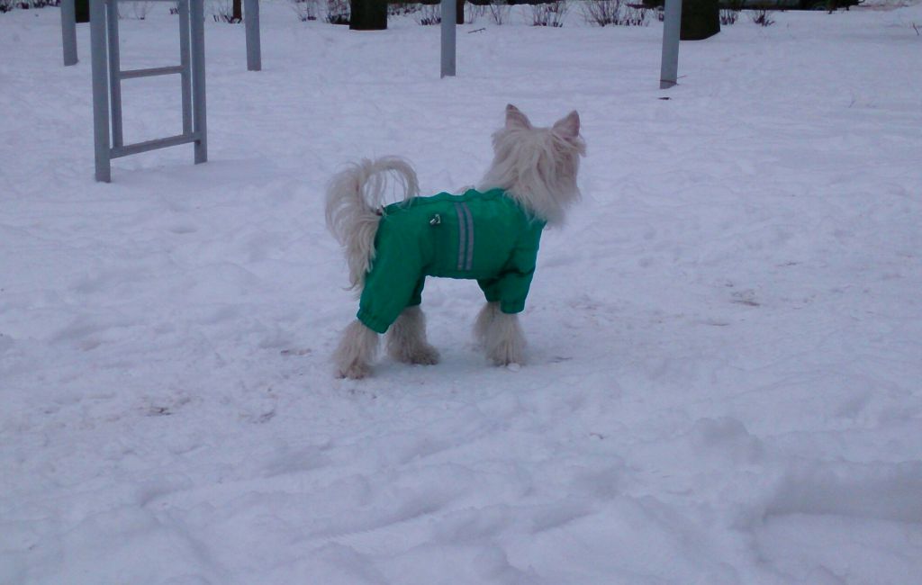 Ingrus Jasmin Avalanche