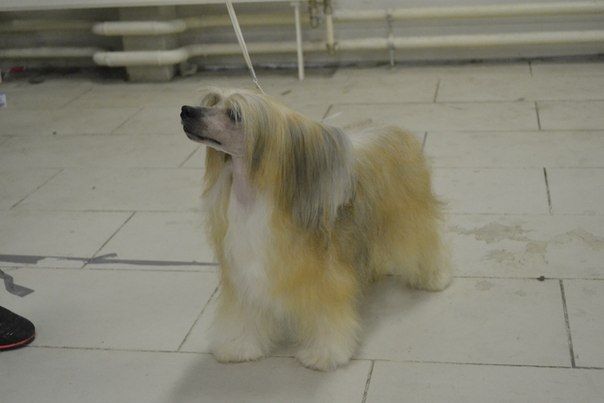 Ingrus Geneve's Violet