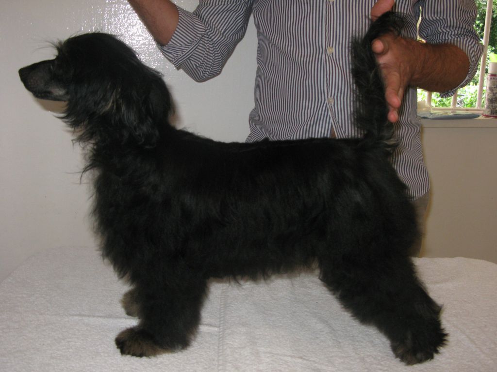 Senorio de Castril El Principe de Polonia