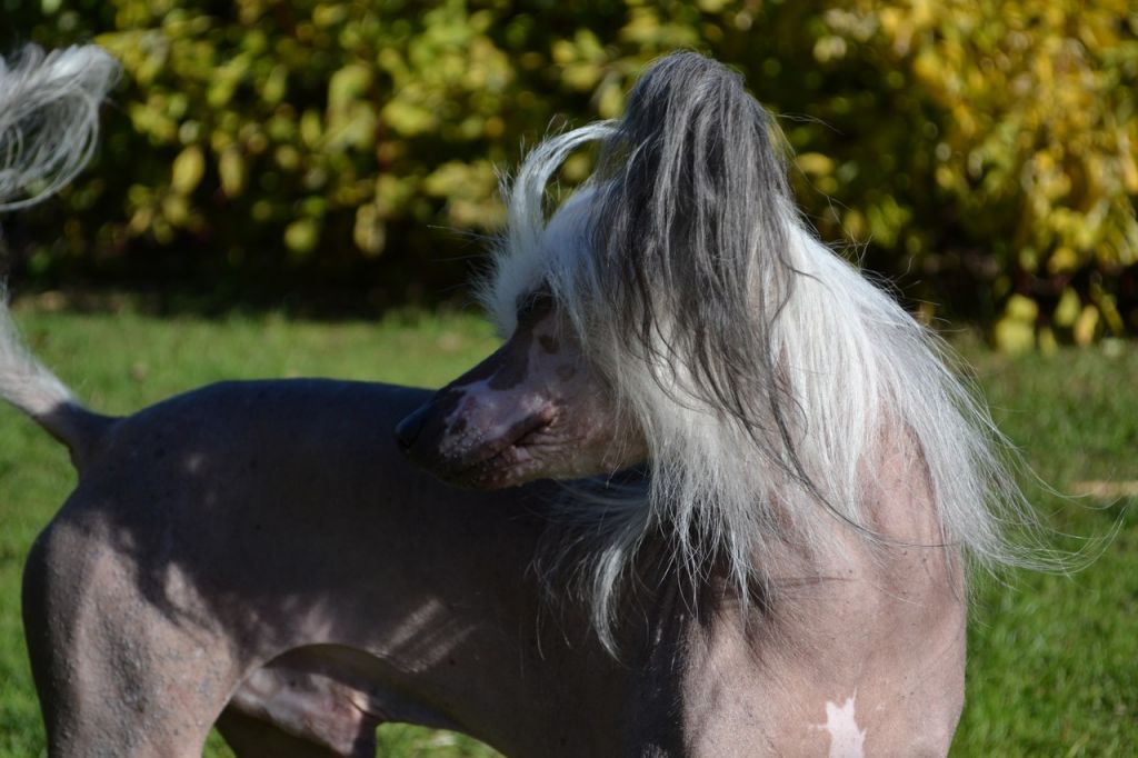 Fantastik Kashmir Field of Dreams