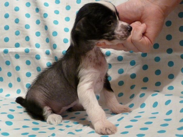 Avelina Tais-Show Bacardi Love